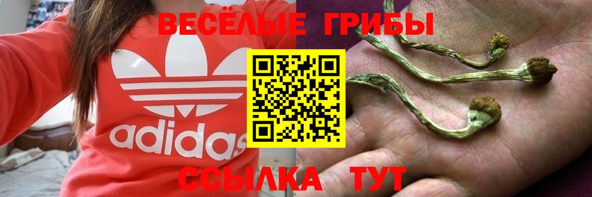 Псилоцибиновые грибы Cubensis  Псилоцибиновые грибы прущие грибы  Вход с VPN  Саратов 